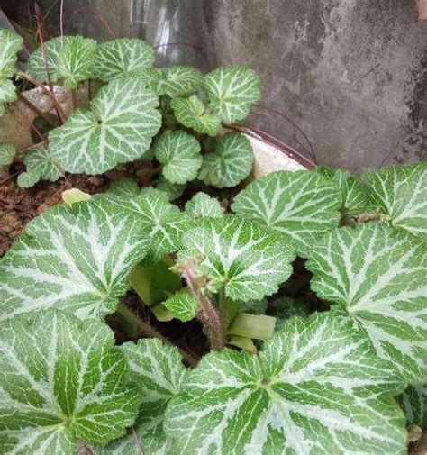 海芋风水|海芋的风水作用 养在家里风水好不好